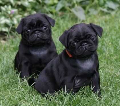 Basic Quality Pug