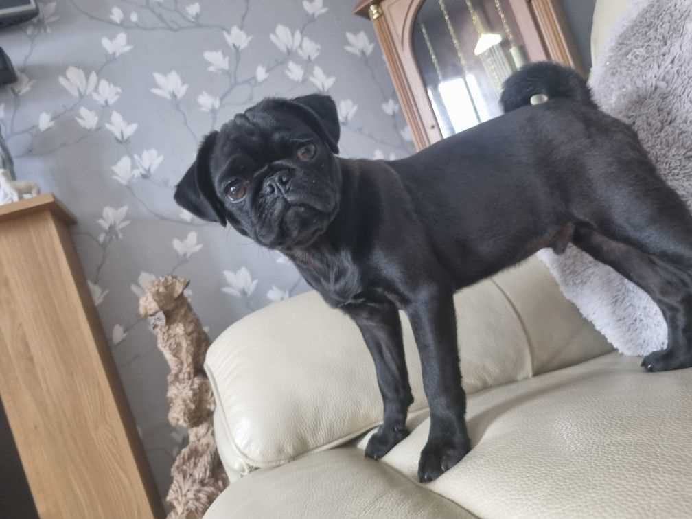 Pug For Sale In Bhubaneswar