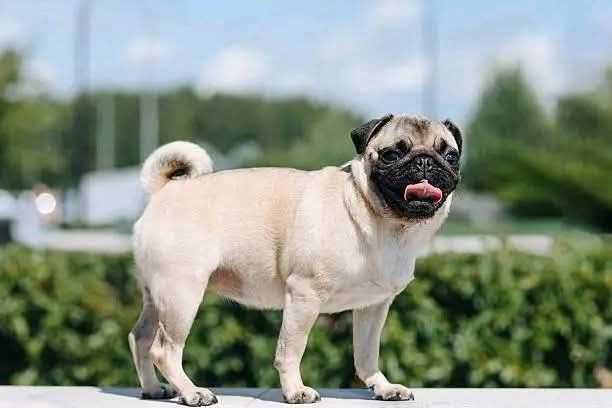 Pug For Sale In Bhubaneswar