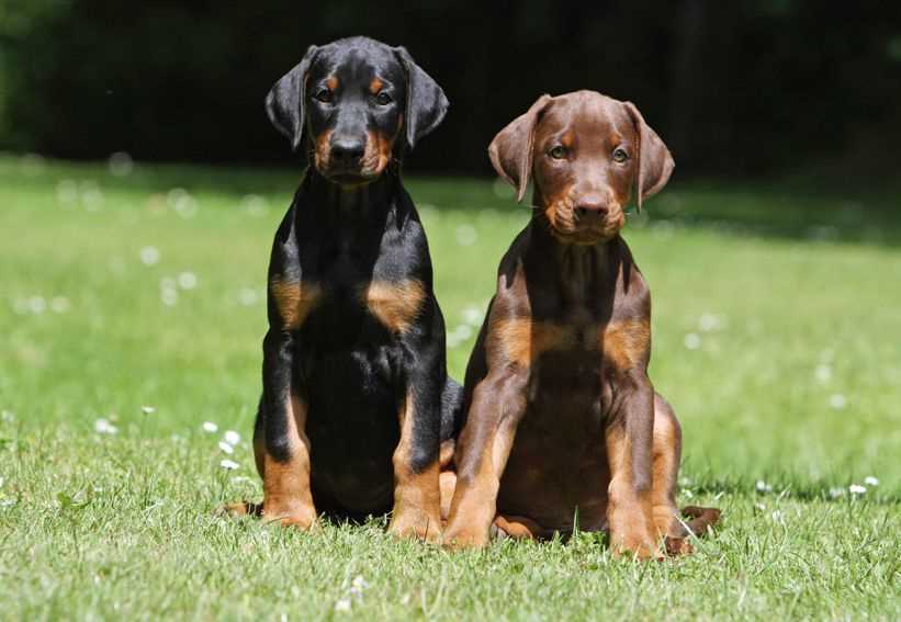 Champion Bloodline European Doberman
