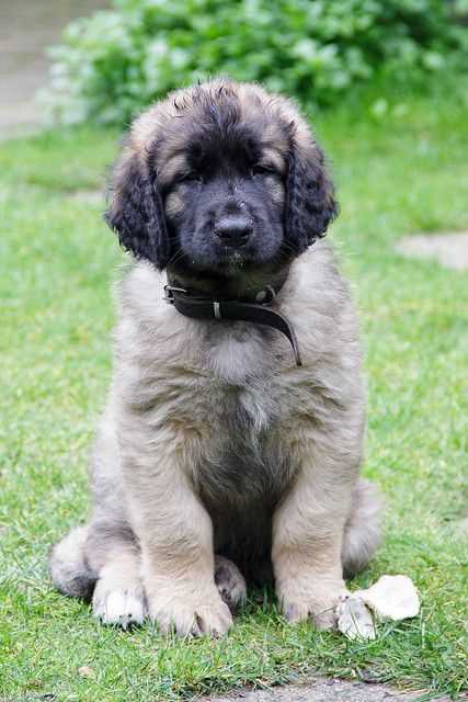Caucasian Shepherd For Sale In Chandigarh