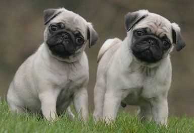 Pug For Sale In Patna