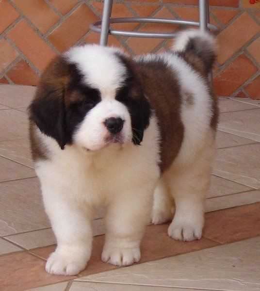 Champion Bloodline Saint Bernard