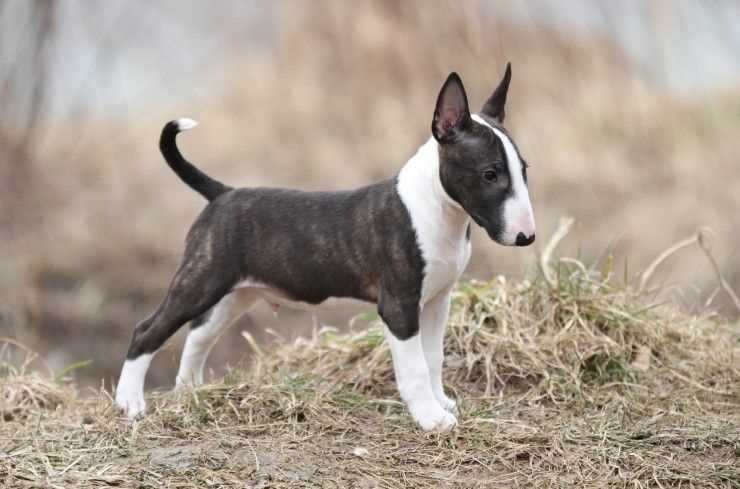 KCI Registered Bull Terrier