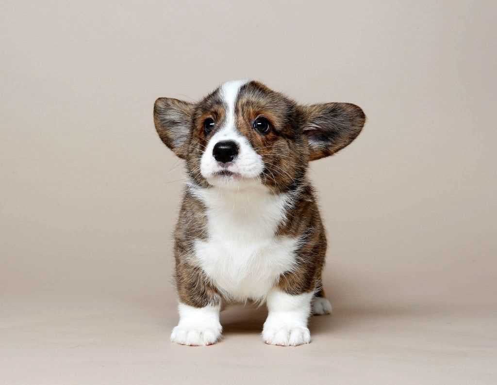 Basic Quality Cardigan Welsh Corgi