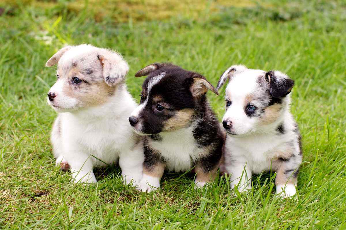 Getting a Cardigan Welsh Corgi
