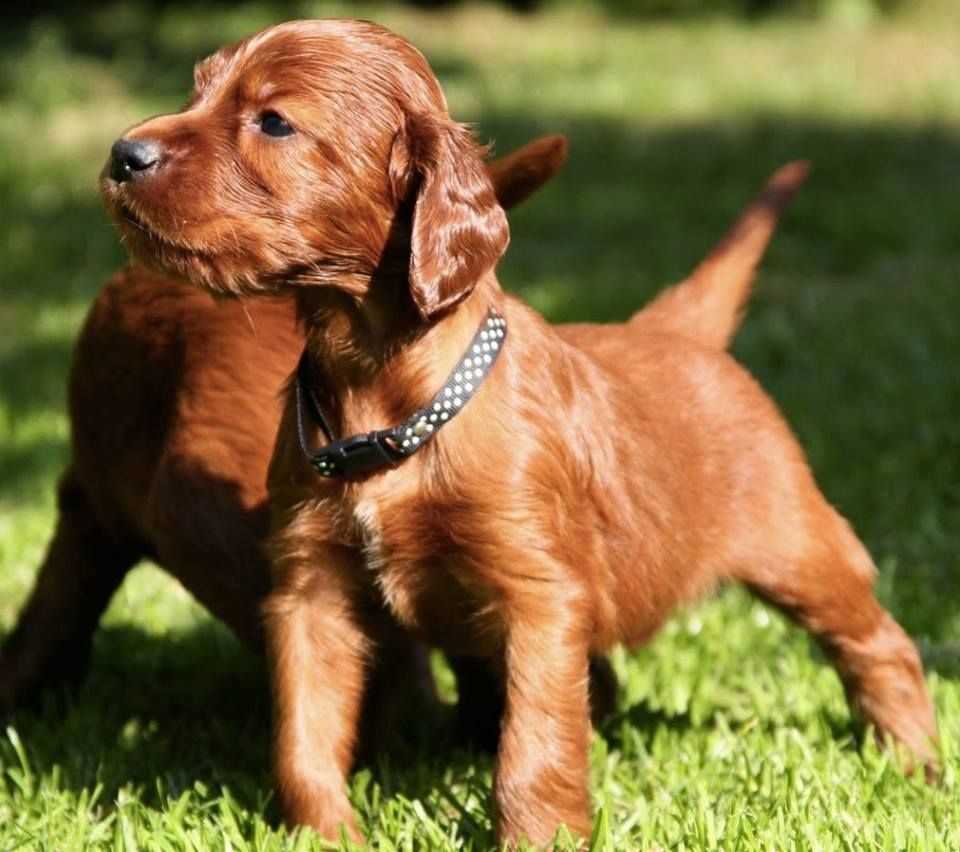 Irish Setter For Sale In Chennai