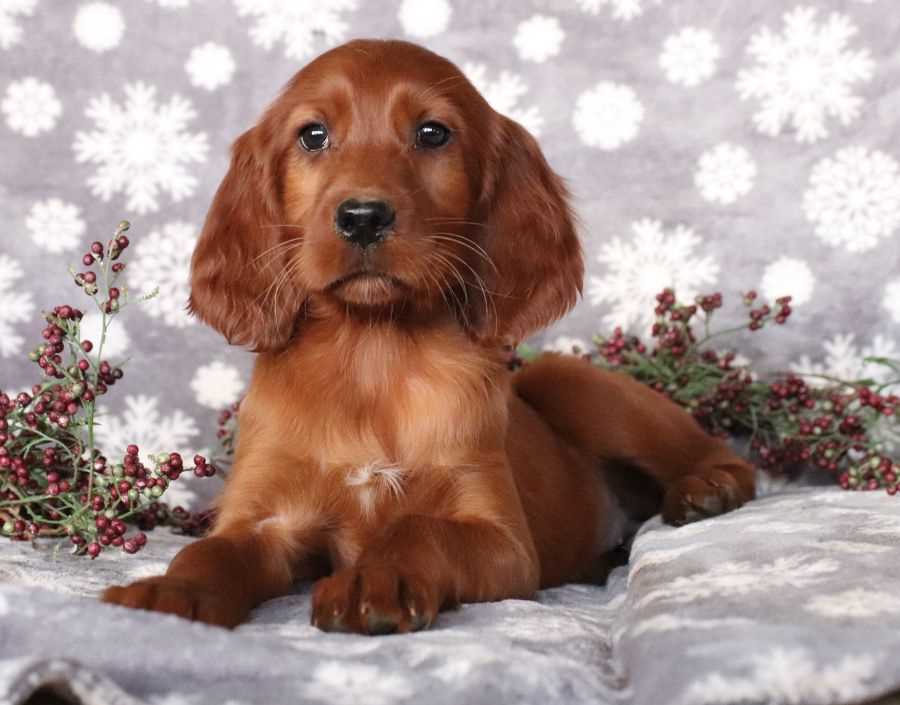 Irish Setter For Sale In Chennai