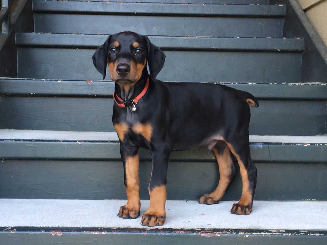 Basic Quality European Doberman