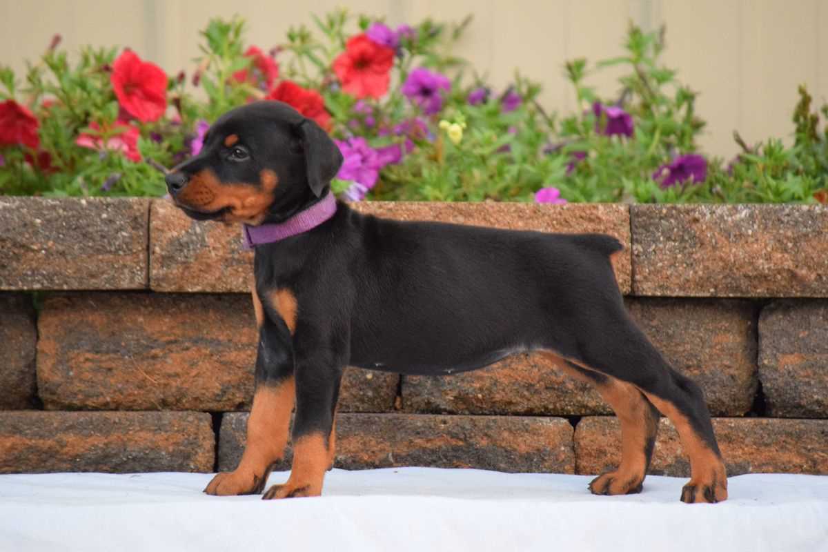 KCI Registered Doberman Pinscher