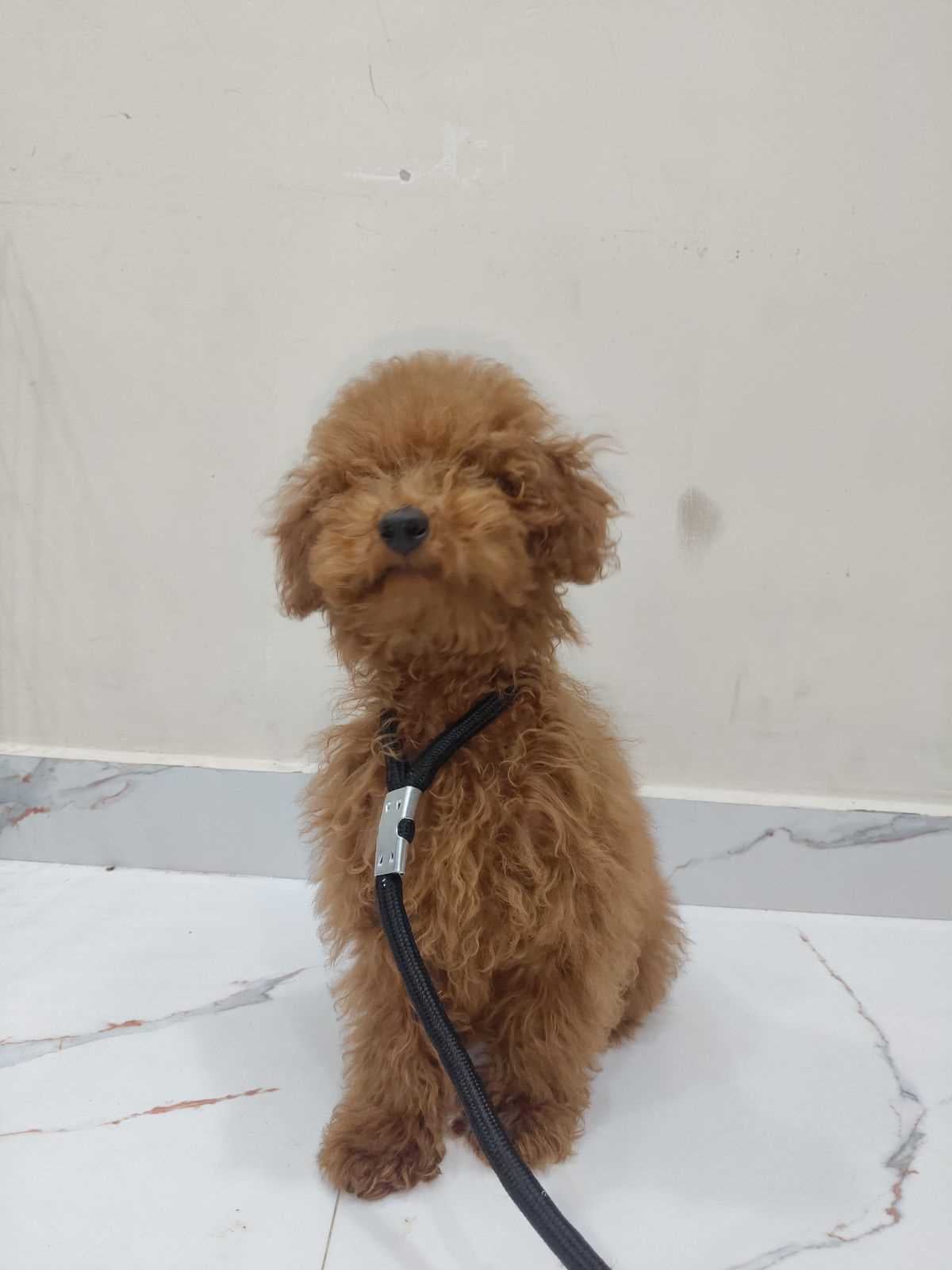 Poodle For Sale In Hyderabad