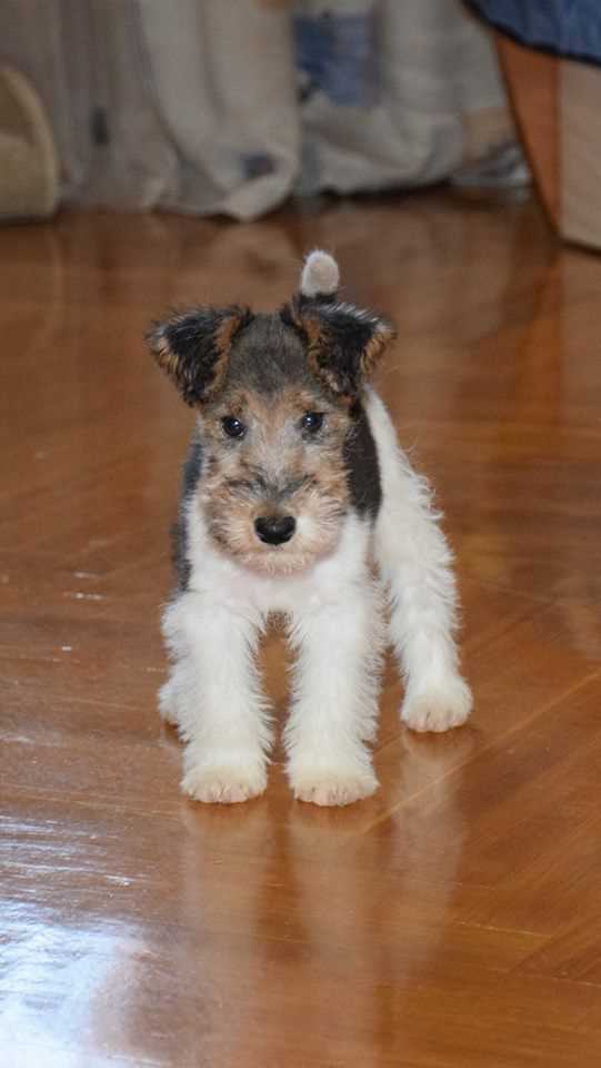 Basic Quality Wire Fox Terrier