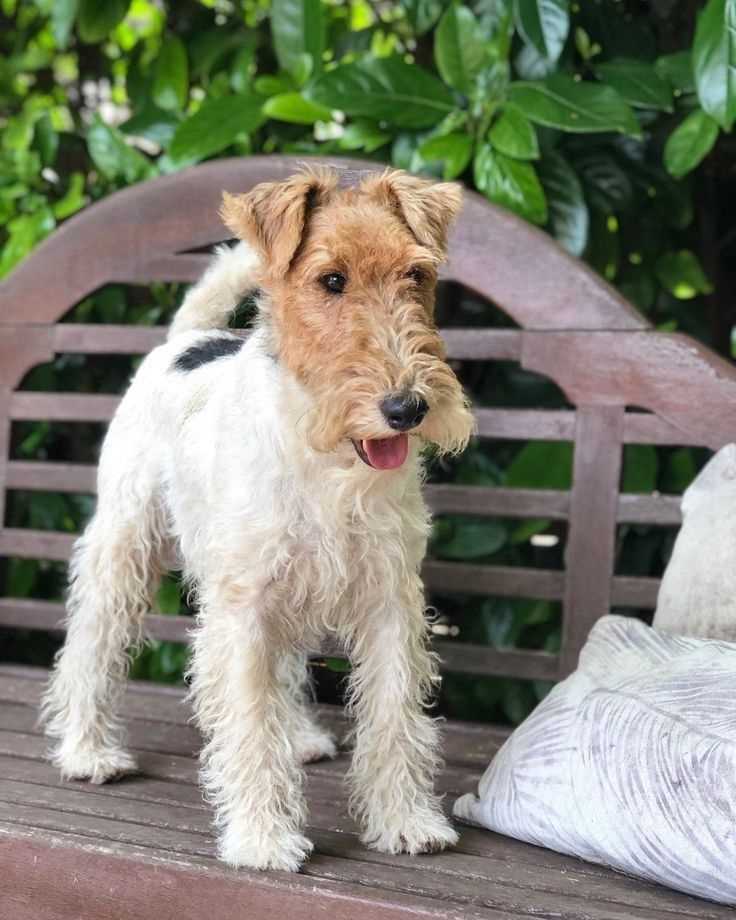 Wire Fox Terrier For Sale In Bangalore
