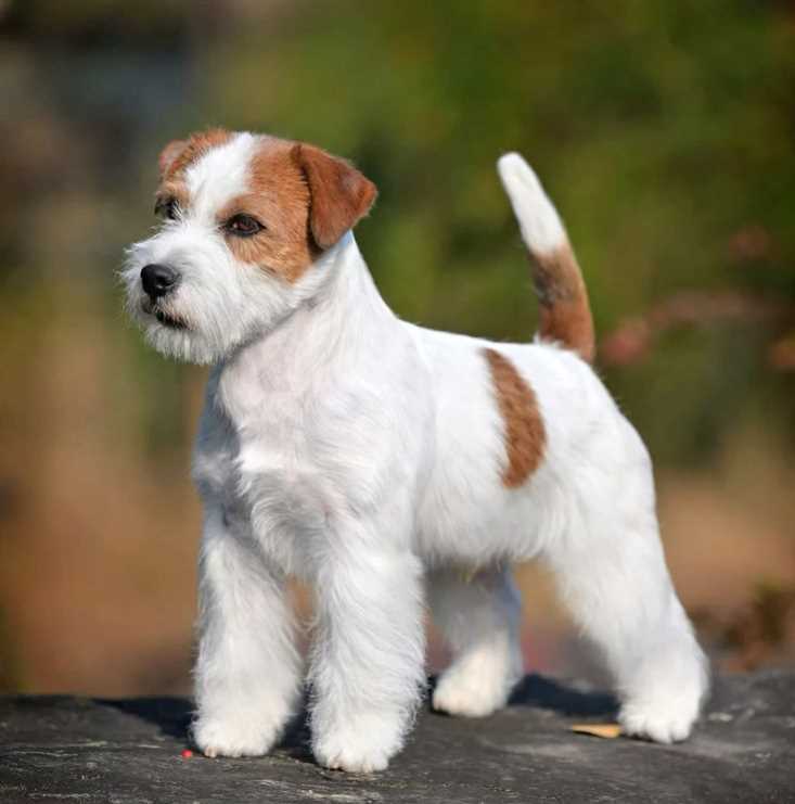 Wire Fox Terrier For Sale In Hyderabad