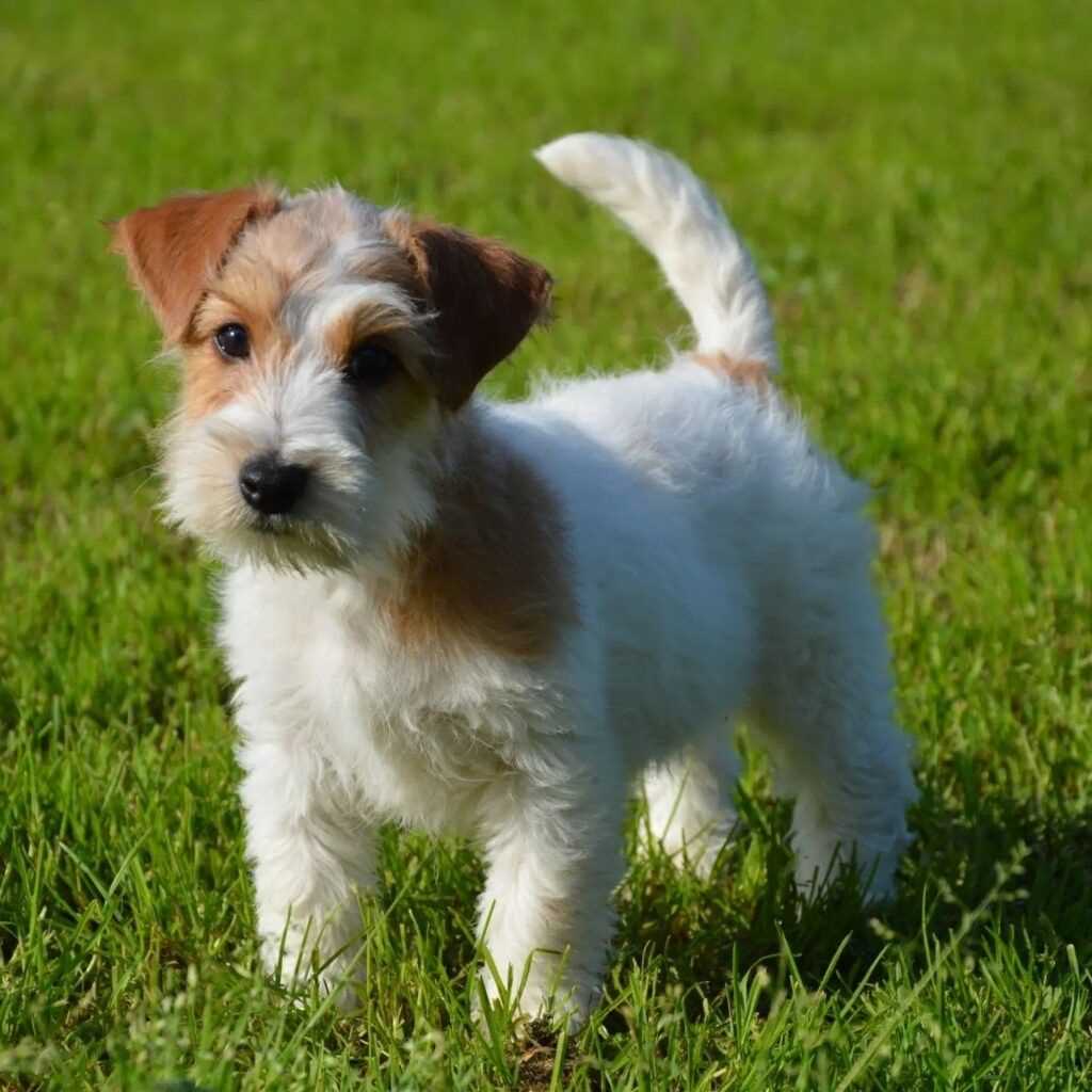 Wire Fox Terrier For Sale In Delhi