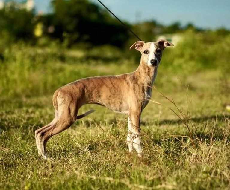 Getting a Rampur Hound