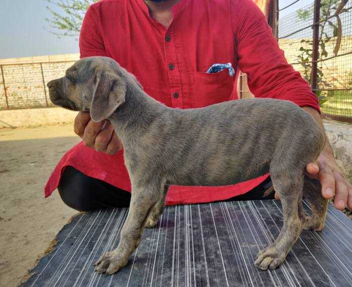 Rampur Hound For Sale In Bangalore