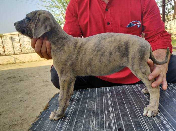 KCI Registered Rampur Hound