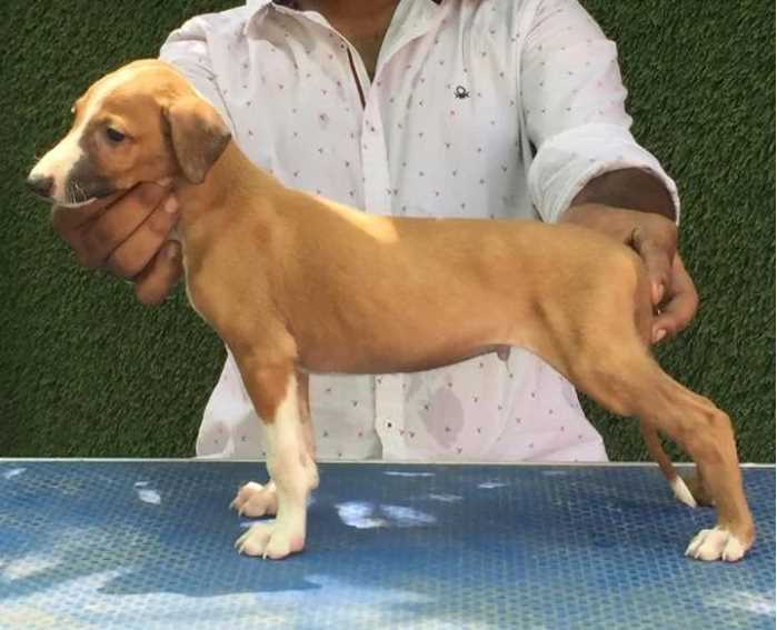 Rampur Hound For Sale In Bangalore