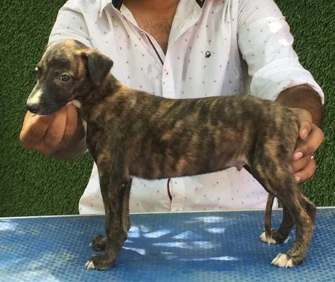 Rampur Hound For Sale In Delhi