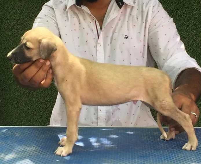 Rampur Hound For Sale In Chandigarh