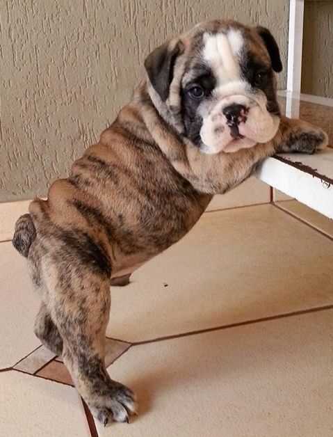 Bulldog For Sale In Bangalore