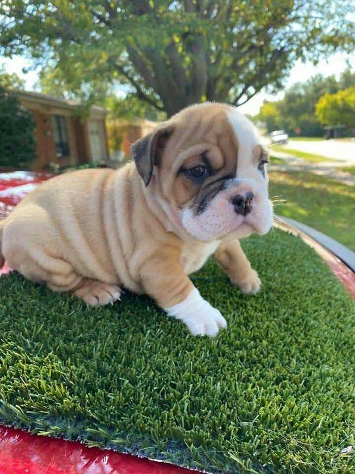 Bulldog For Sale In Bangalore