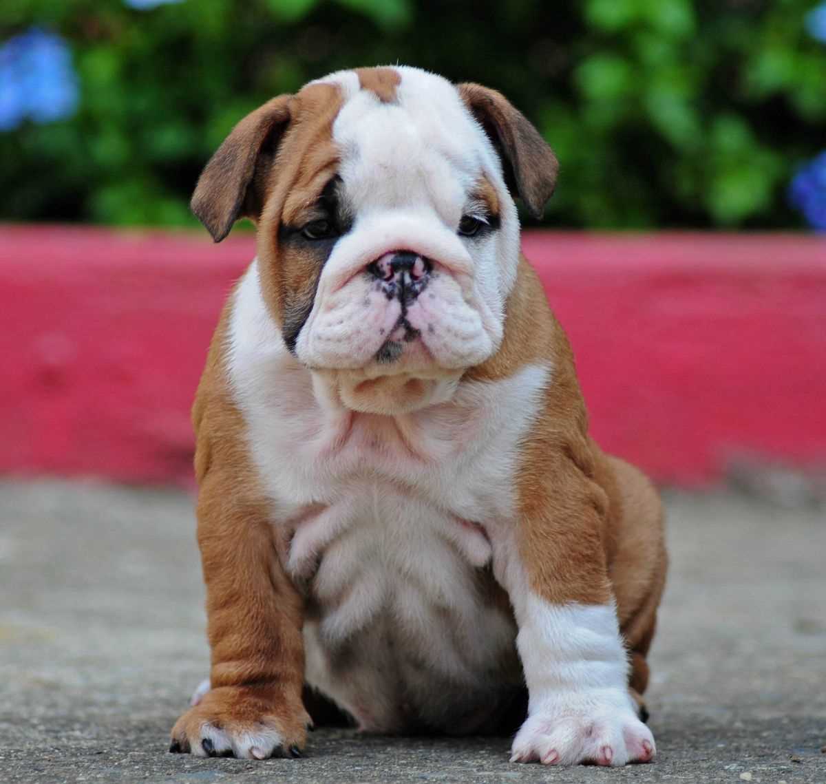 KCI Registered British Bulldog