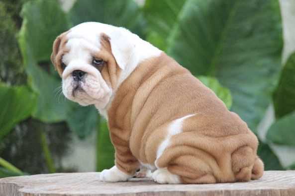 Getting a Bulldog