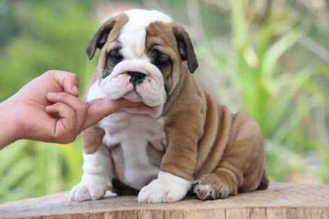English Bulldog