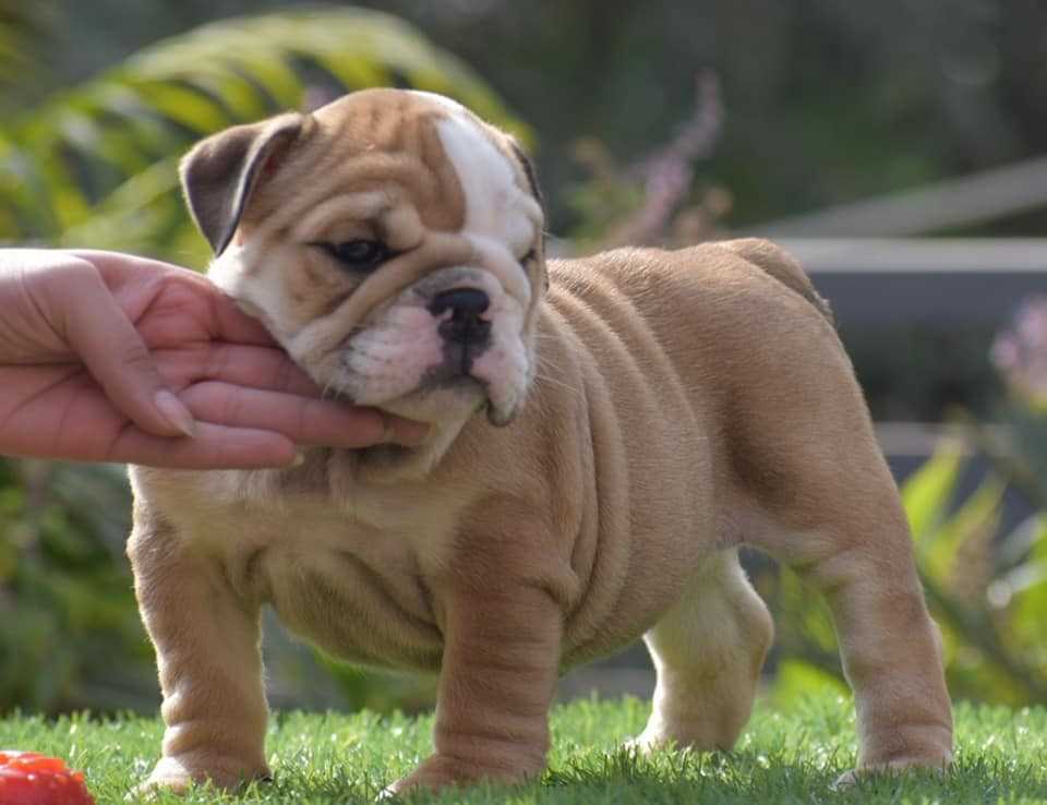 Bulldog For Sale In Bangalore