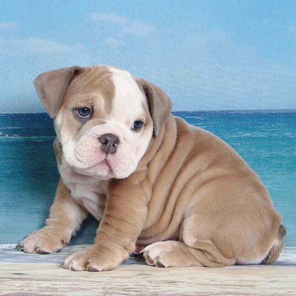 Bulldog For Sale In Bangalore