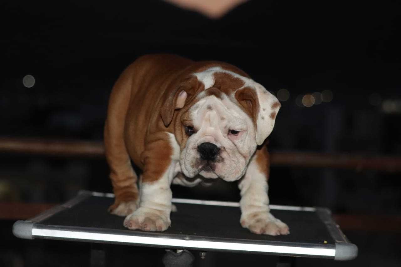 Bulldog For Sale In Bangalore