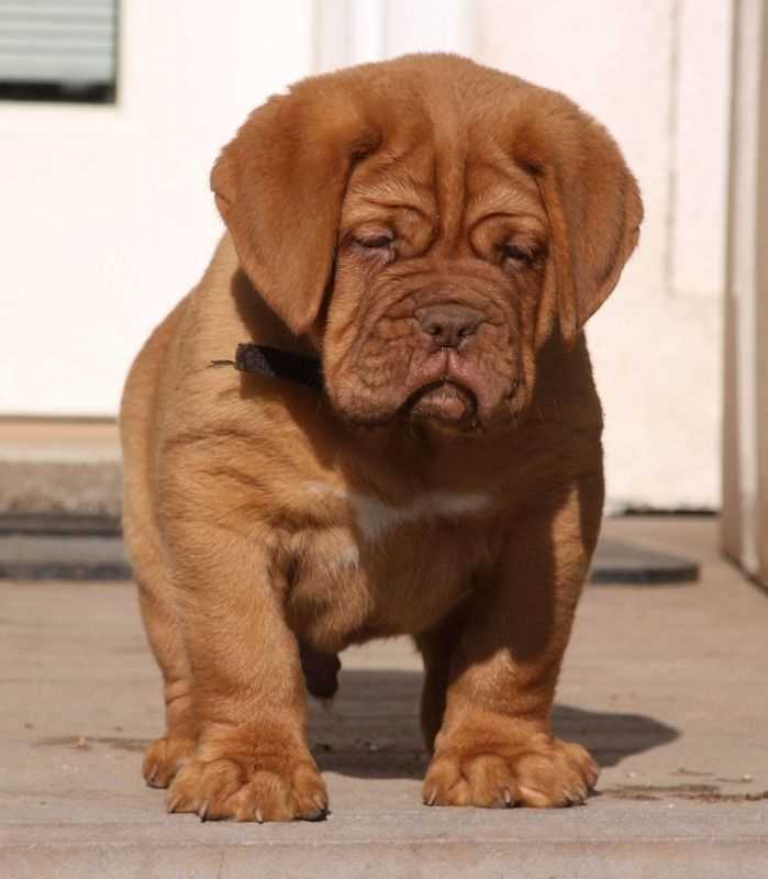 French Mastiff For Sale In Bangalore