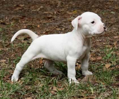 American Bulldog For Sale In Hyderabad