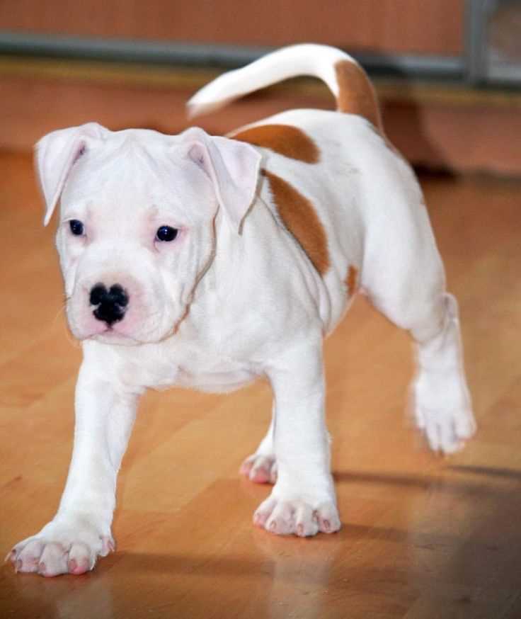 American Bulldog