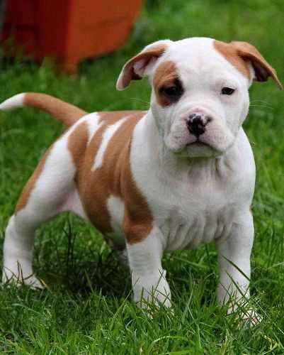 American Bulldog For Sale In Hyderabad