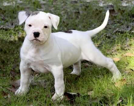 American Bulldog For Sale In Jammu
