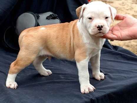 American Bulldog For Sale In Hyderabad