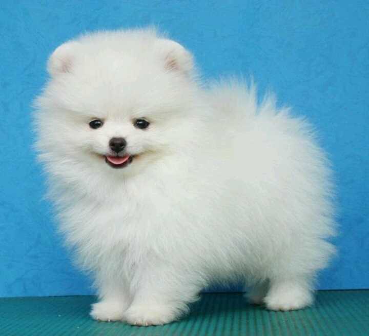 KCI Registered Teacup Pomeranian