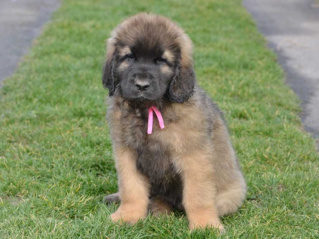 Caucasian Shepherd For Sale In Kolkata
