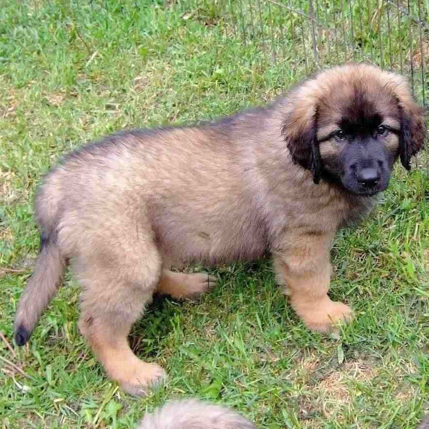 Caucasian Shepherd For Sale In Kolkata