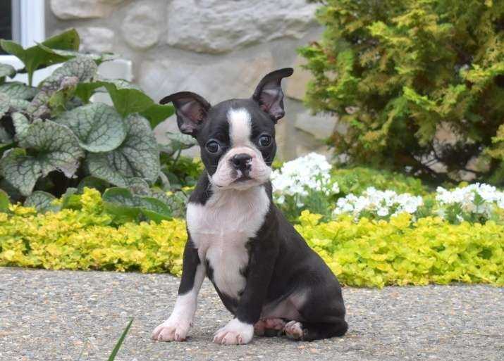 Basic Quality Boston Terrier