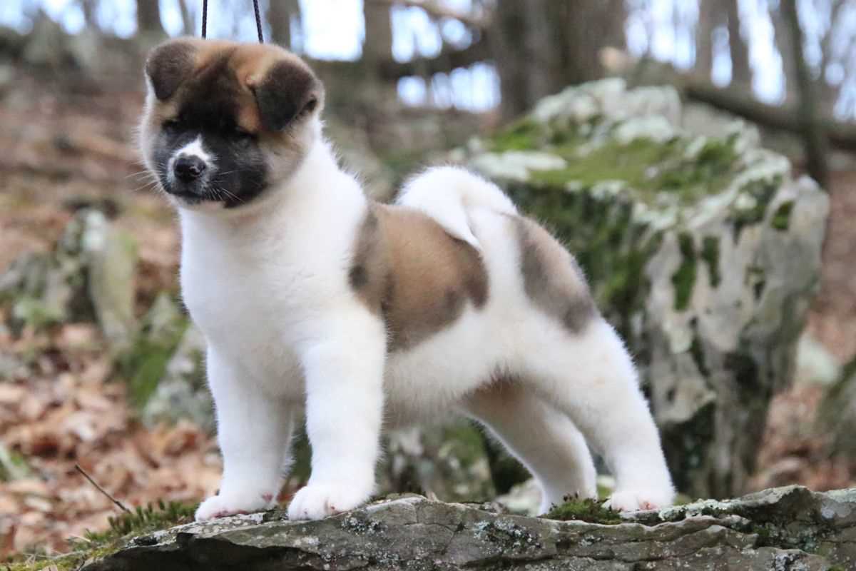 American Akita For Sale In Bangalore