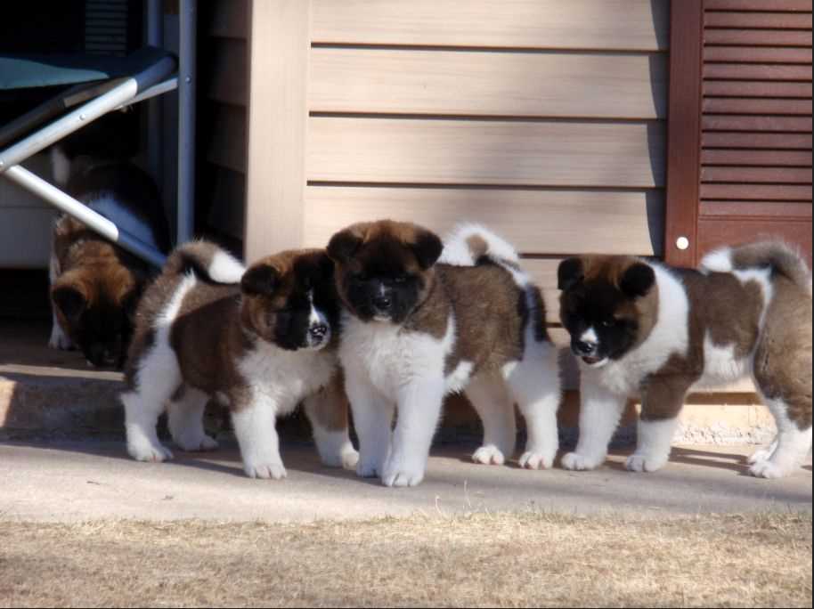 American Akita For Sale In Delhi
