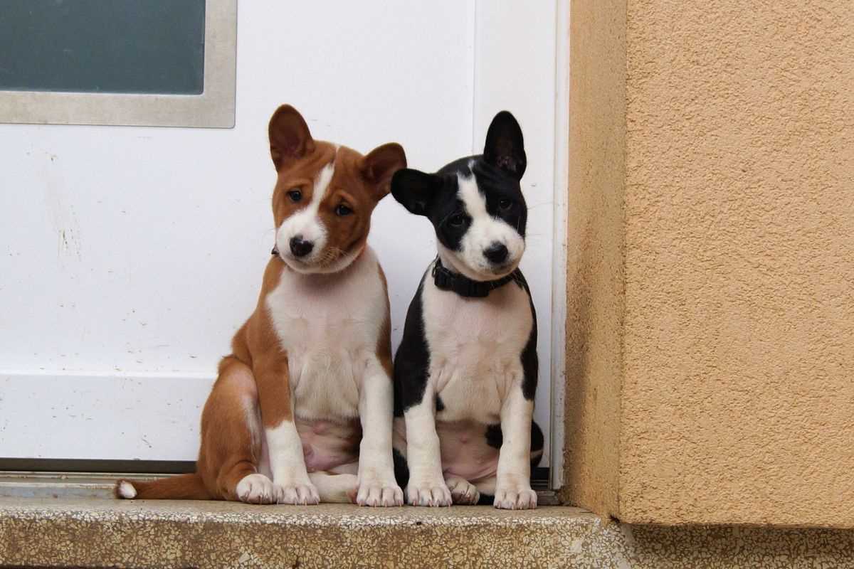 KCI Registered Basenji