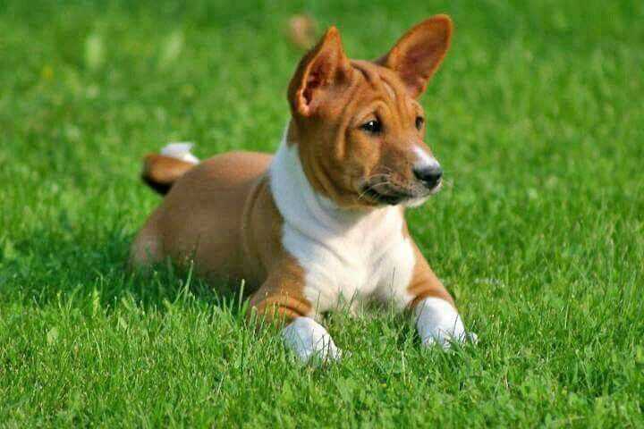 Champion Bloodline Basenji