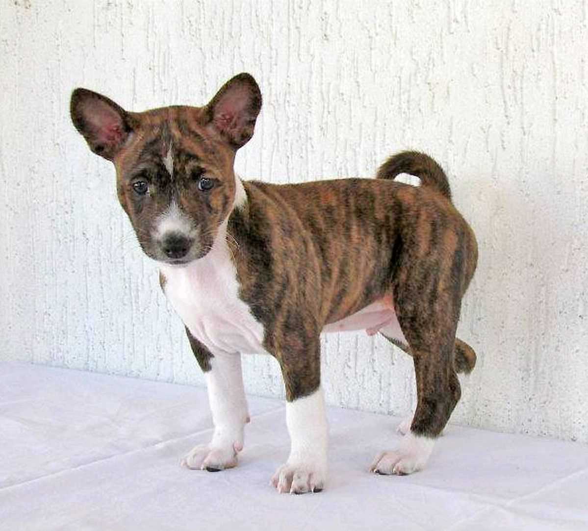 Basenji For Sale In Bangalore