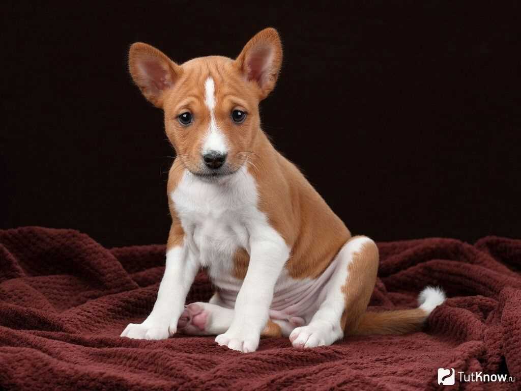 Basenji For Sale In Chandigarh