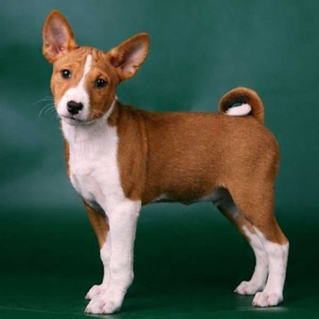Basenji For Sale In Delhi